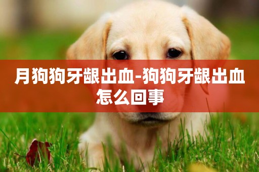 月狗狗牙齦出血-狗狗牙齦出血怎么回事