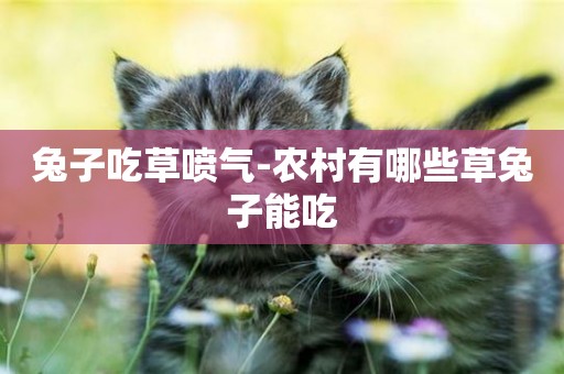 兔子吃草噴氣-農村有哪些草兔子能吃