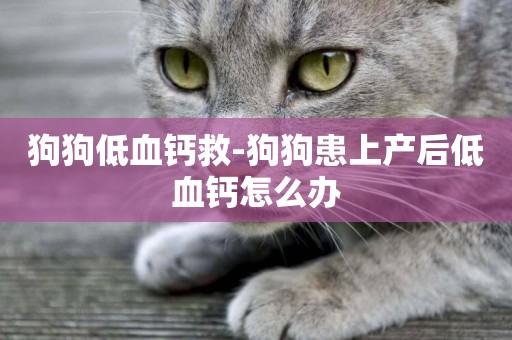 狗狗低血鈣救-狗狗患上產后低血鈣怎么辦