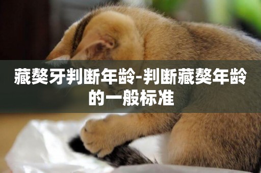 藏獒牙判斷年齡-判斷藏獒年齡的一般標準