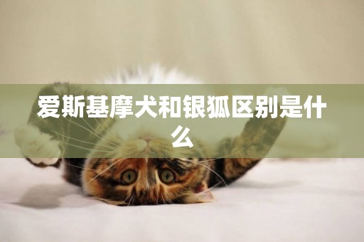 愛斯基摩犬和銀狐區別是什么