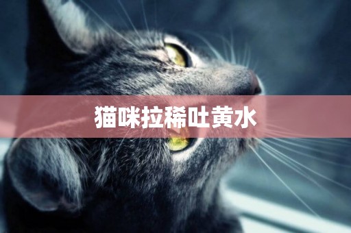 貓咪拉稀吐黃水