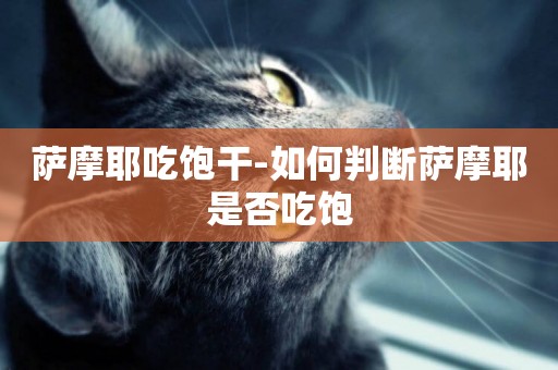 薩摩耶吃飽干-如何判斷薩摩耶是否吃飽