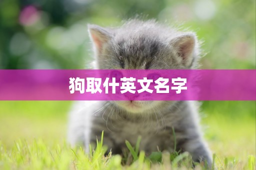 狗取什英文名字