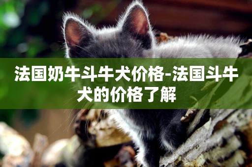 法國奶牛斗牛犬價格-法國斗牛犬的價格了解