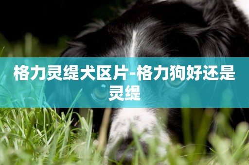 格力靈緹犬區片-格力狗好還是靈緹