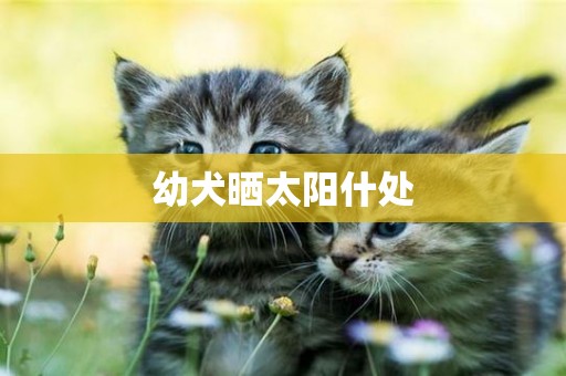 幼犬曬太陽什處