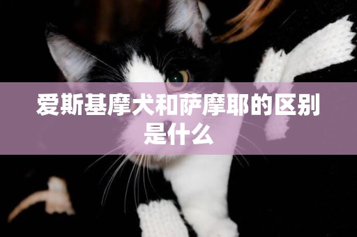 愛斯基摩犬和薩摩耶的區別是什么