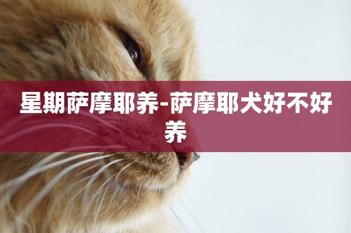 星期薩摩耶養-薩摩耶犬好不好養