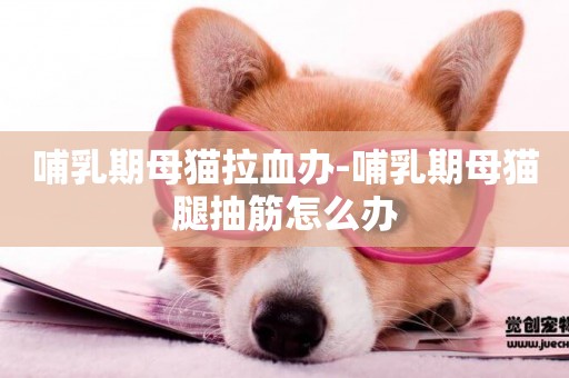 哺乳期母貓拉血辦-哺乳期母貓腿抽筋怎么辦