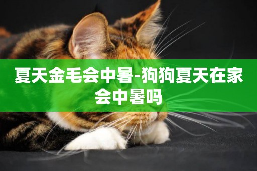 夏天金毛會中暑-狗狗夏天在家會中暑嗎