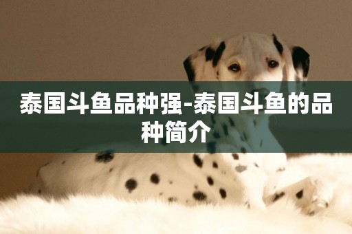 泰國斗魚品種強-泰國斗魚的品種簡介