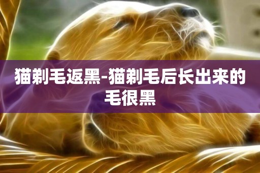 貓剃毛返黑-貓剃毛后長出來的毛很黑