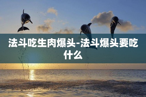 法斗吃生肉爆頭-法斗爆頭要吃什么