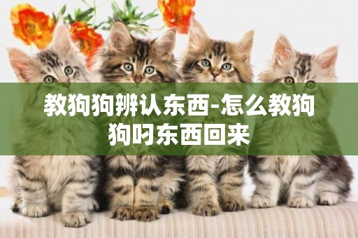 教狗狗辨認東西-怎么教狗狗叼東西回來