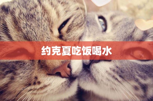 約克夏吃飯喝水