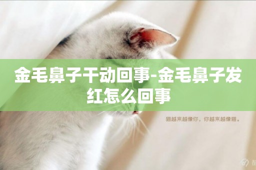 金毛鼻子干動回事-金毛鼻子發紅怎么回事