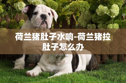 荷蘭豬肚子水響-荷蘭豬拉肚子怎么辦