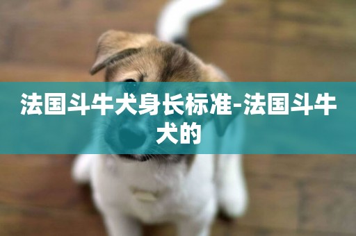 法國斗牛犬身長標準-法國斗牛犬的