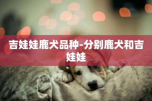 吉娃娃鹿犬品種-分別鹿犬和吉娃娃