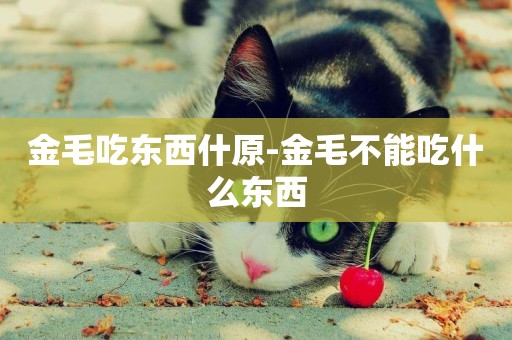 金毛吃東西什原-金毛不能吃什么東西