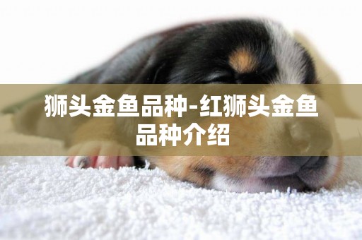 獅頭金魚品種-紅獅頭金魚品種介紹