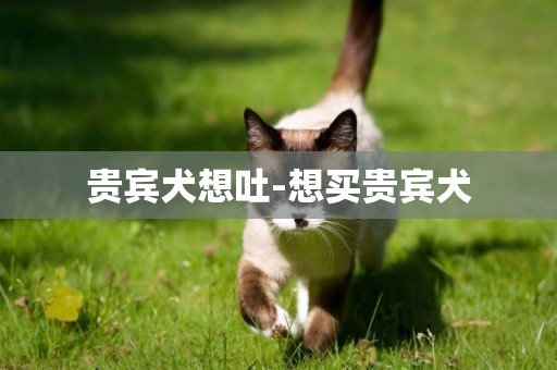 貴賓犬想吐-想買貴賓犬