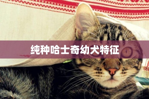 純種哈士奇幼犬特征
