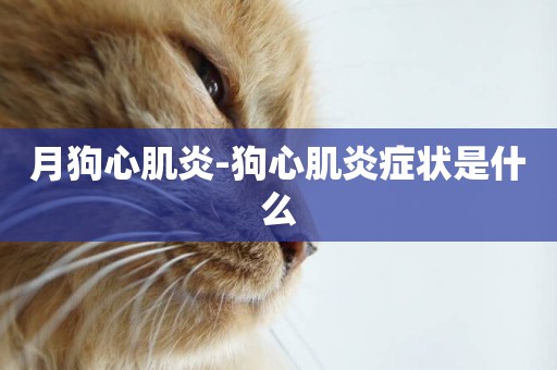 月狗心肌炎-狗心肌炎癥狀是什么