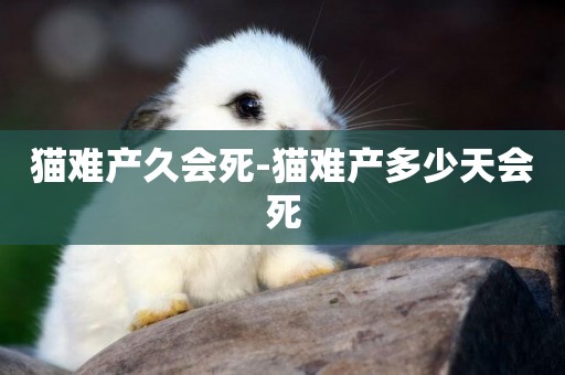貓難產久會死-貓難產多少天會死