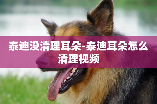 泰迪沒清理耳朵-泰迪耳朵怎么清理視頻