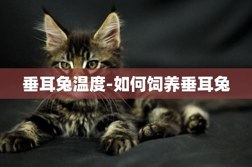 垂耳兔溫度-如何飼養垂耳兔