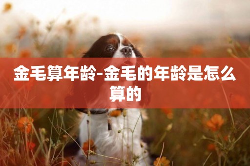 金毛算年齡-金毛的年齡是怎么算的