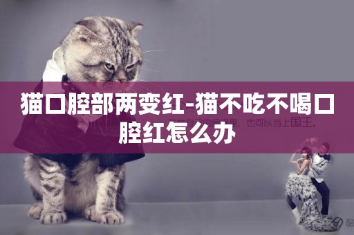 貓口腔部兩變紅-貓不吃不喝口腔紅怎么辦