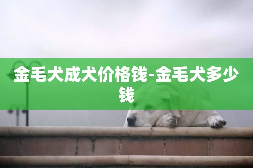 金毛犬成犬價格錢-金毛犬多少錢