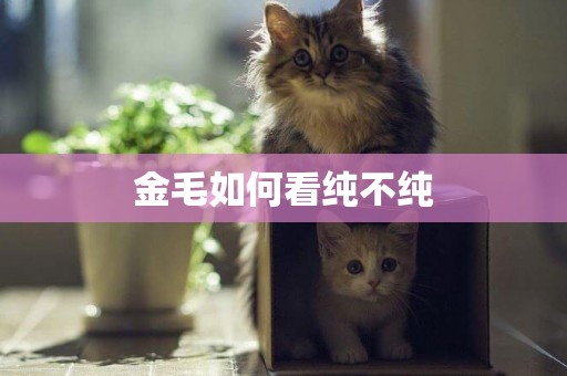 金毛如何看純不純