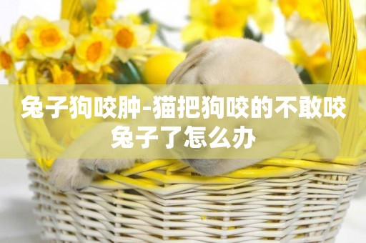兔子狗咬腫-貓把狗咬的不敢咬兔子了怎么辦