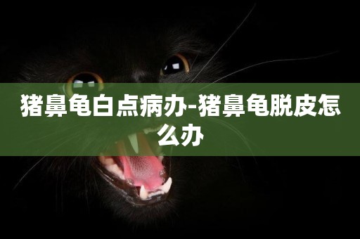 豬鼻龜白點病辦-豬鼻龜脫皮怎么辦