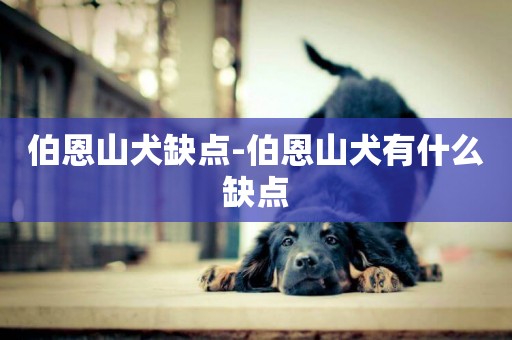 伯恩山犬缺點-伯恩山犬有什么缺點
