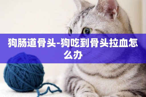 狗腸道骨頭-狗吃到骨頭拉血怎么辦