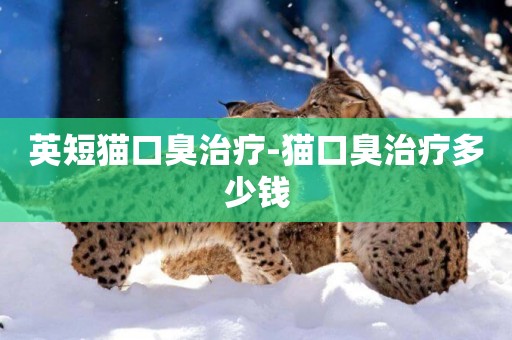 英短貓口臭治療-貓口臭治療多少錢