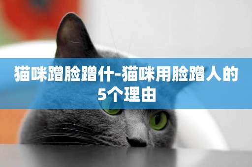 貓咪蹭臉蹭什-貓咪用臉蹭人的5個理由