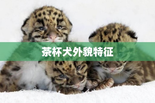茶杯犬外貌特征