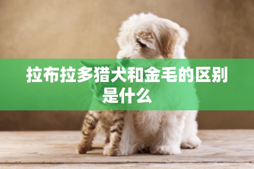 拉布拉多獵犬和金毛的區別是什么