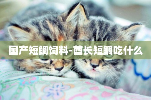 國產短鯛飼料-酋長短鯛吃什么