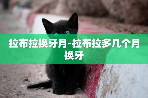 拉布拉換牙月-拉布拉多幾個月換牙