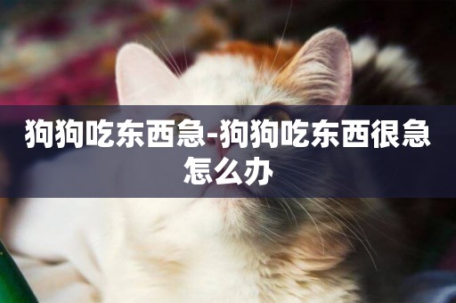 狗狗吃東西急-狗狗吃東西很急怎么辦