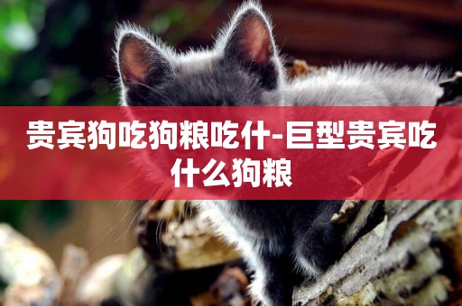 貴賓狗吃狗糧吃什-巨型貴賓吃什么狗糧