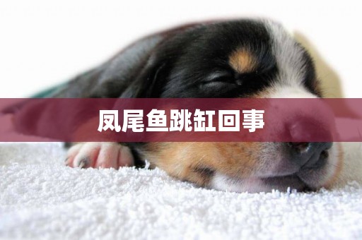 鳳尾魚跳缸回事