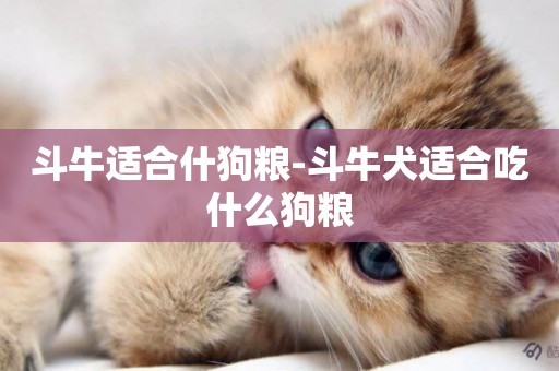 斗牛適合什狗糧-斗牛犬適合吃什么狗糧